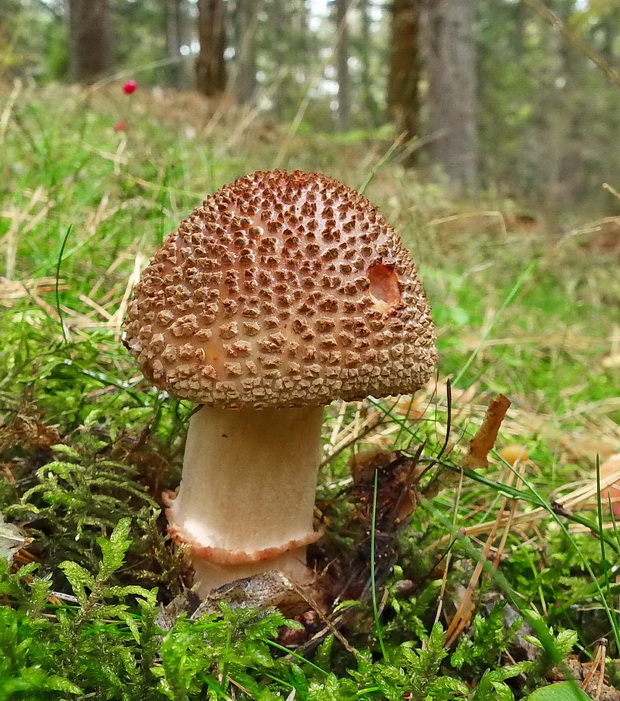 muchotrávka červenkastá Amanita rubescens Pers.