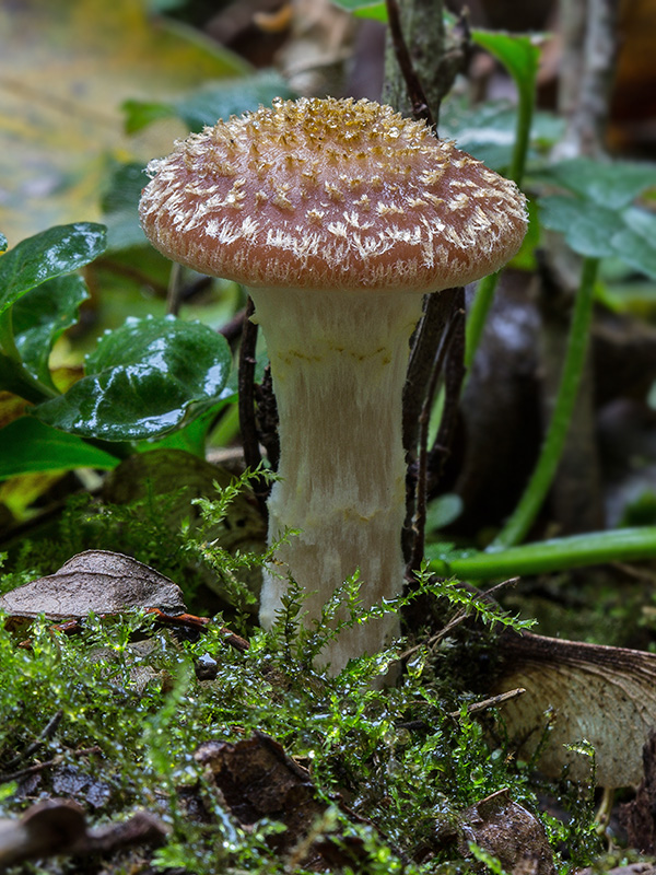 podpňovka Armillaria sp.