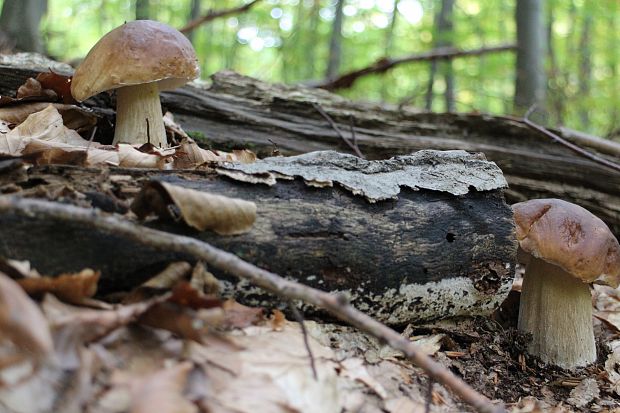 hríb smrekový Boletus edulis var. arenarius H. Engel, Krieglst. & Dermek 1983