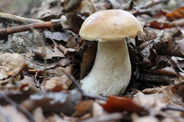 hríb smrekový Boletus edulis Bull.