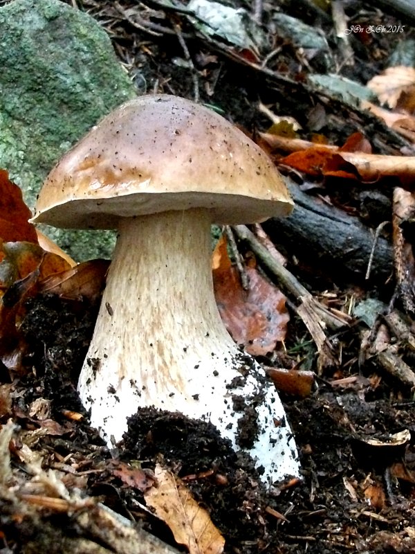 hríb smrekový Boletus edulis Bull.