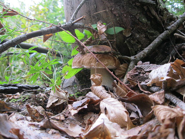 hríb smrekový Boletus edulis Bull.