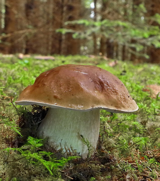 hríb smrekový Boletus edulis Bull.