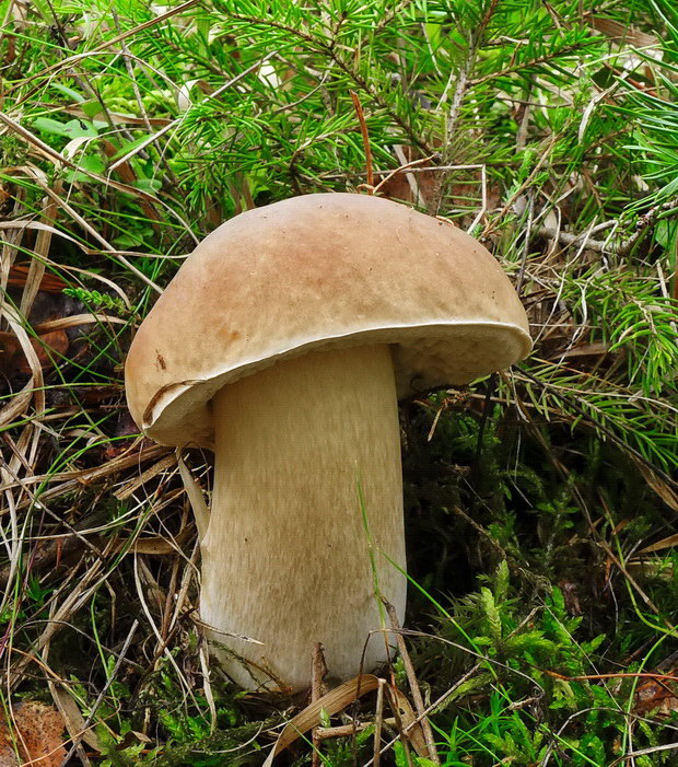 hríb smrekový Boletus edulis Bull.