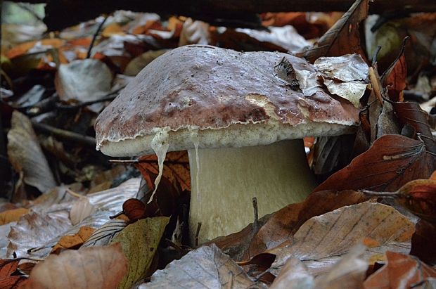 hríb sosnový Boletus pinophilus Pil. et Dermek in Pil.