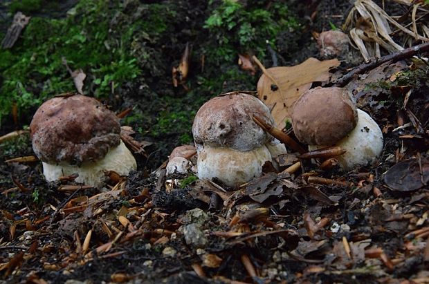 hríb sosnový Boletus pinophilus Pil. et Dermek in Pil.