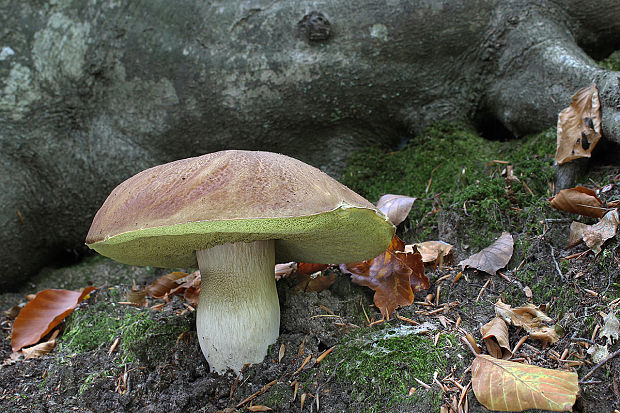 hríb sosnový Boletus pinophilus Pil. et Dermek in Pil.