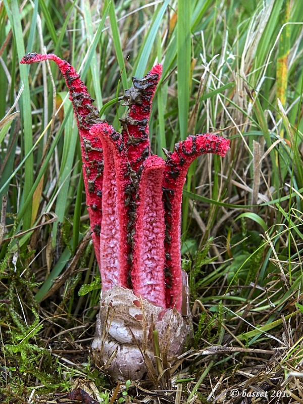 mrežovka kvetovitá Clathrus archeri (Berk.) Dring