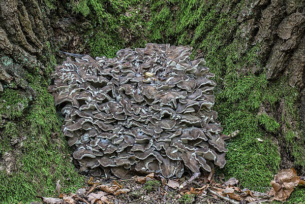 trsovnica lupeňovitá Grifola frondosa (Dicks.) Gray