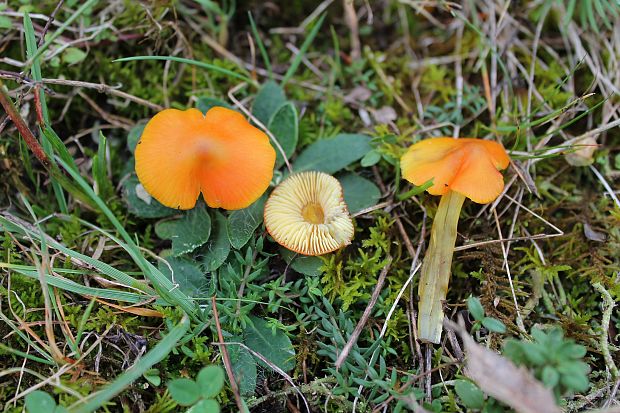 lúčnica kužeľovitá Hygrocybe conica (Schaeff.) P. Kumm.