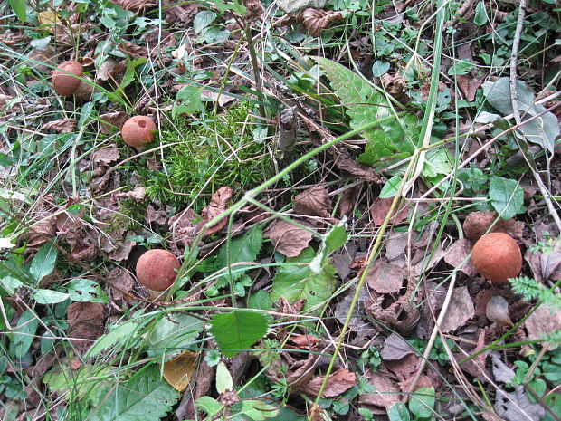 kozák osikový Leccinum albostipitatum den Bakker & Noordel.