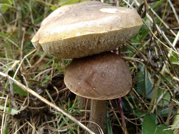 kozák brezový Leccinum scabrum (Bull.) Gray