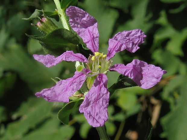 vrbica vŕbolistá Lythrum salicaria L.