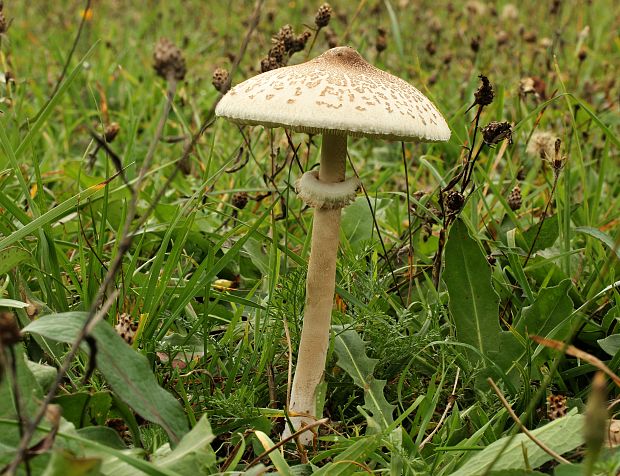 bedľa vysoká Macrolepiota procera (Scop.) Singer