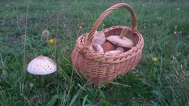 bedľa vysoká Macrolepiota procera (Scop.) Singer