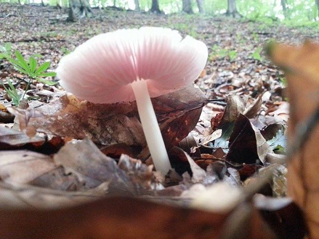 prilbička ružovkastá Mycena rosea Gramberg