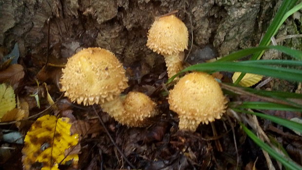 šupinovka Pholiota sp.