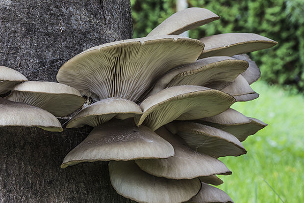 hliva ustricovitá Pleurotus ostreatus (Jacq.) P. Kumm.