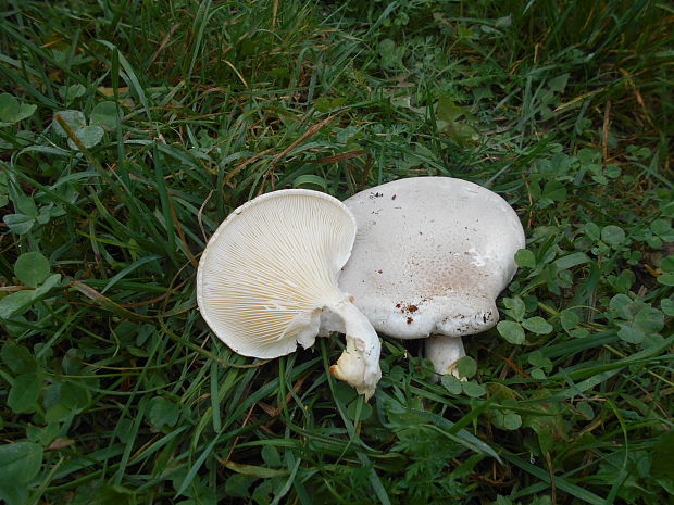 hliva Pleurotus sp.