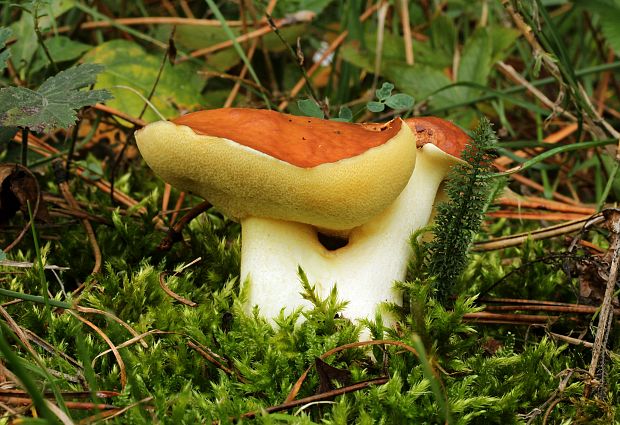 masliak zrnitý Suillus granulatus (L.) Roussel