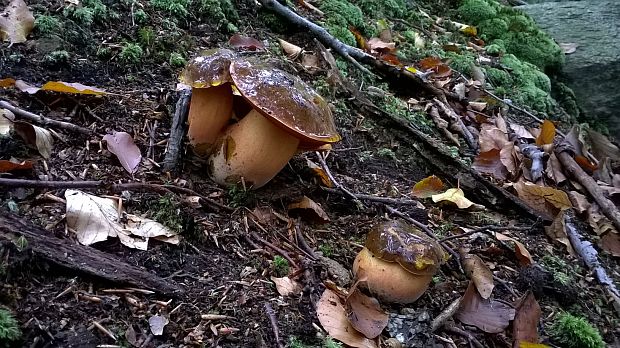 hríb zrnitohlúbikový Sutorius luridiformis (Rostk.) G. Wu & Zhu L. Yang