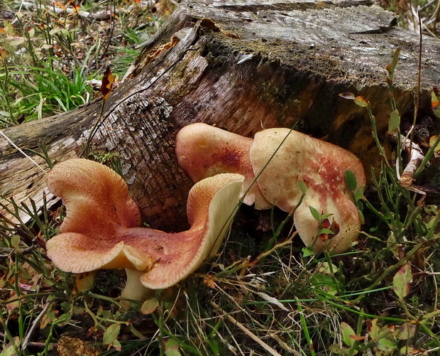 čírovec červenožltý Tricholomopsis rutilans (Schaeff.) Singer