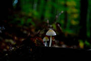 svetielka v tmavom lese