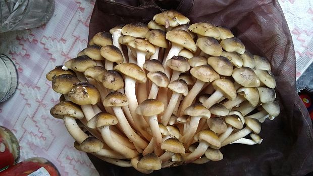 podpňovka obyčajná Armillaria mellea (Vahl) P. Kumm.