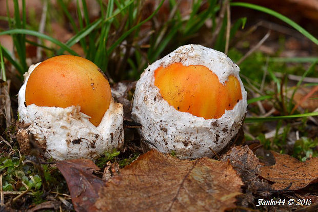 muchotrávka cisárska Amanita caesarea (Scop.) Pers.