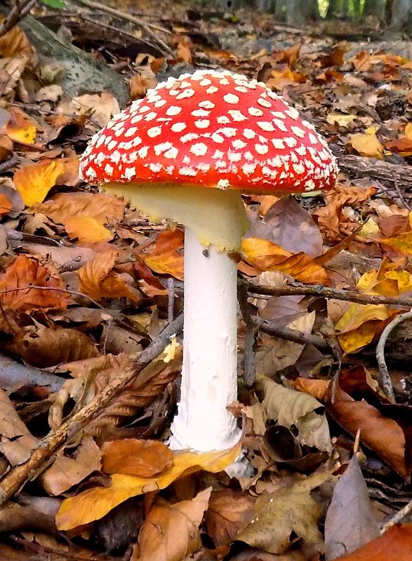 muchotrávka červená Amanita muscaria (L.) Lam.