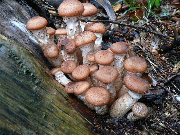 podpňovka tmavá Armillaria ostoyae (Romagn.) Herink