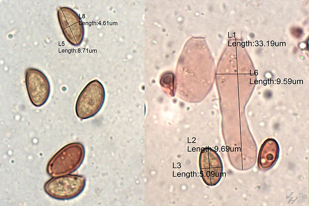 hnojovec Bolbitius pluteoides M.M. Moser
