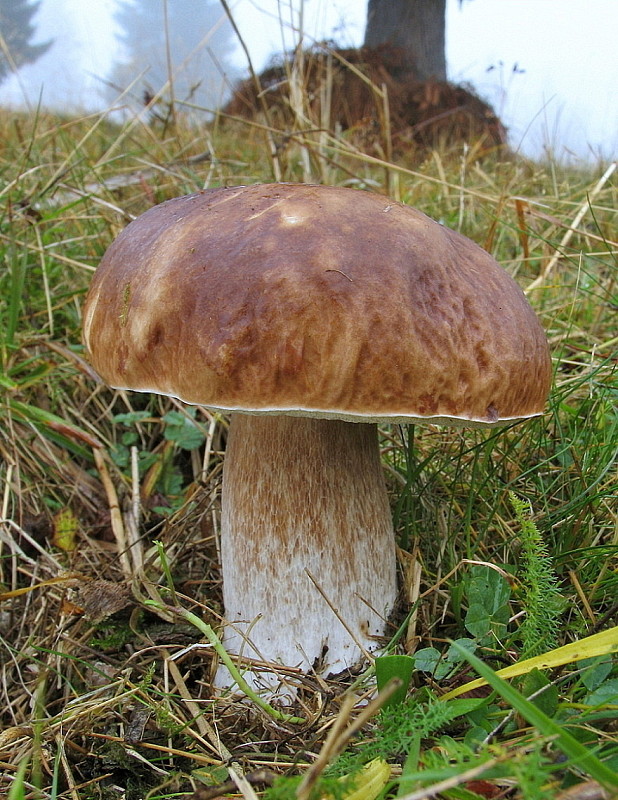 hríb smrekový Boletus edulis Bull.