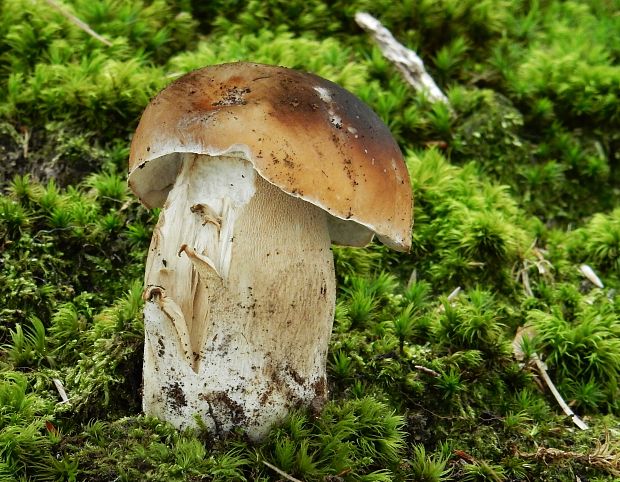 hríb smrekový Boletus edulis Bull.