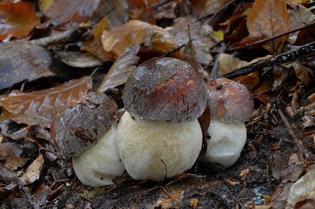 hríb sosnový Boletus pinophilus Pil. et Dermek in Pil.