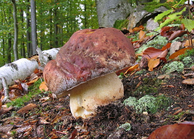 hríb sosnový Boletus pinophilus Pil. et Dermek in Pil.