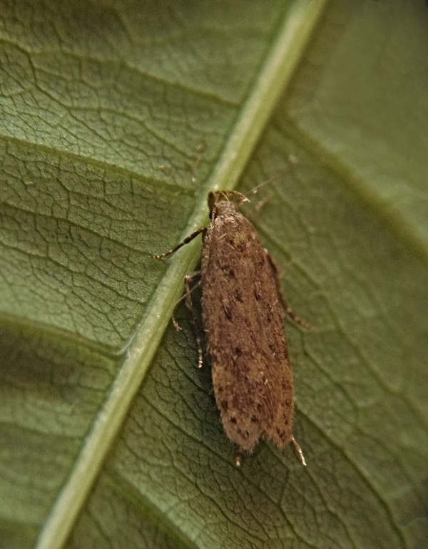 psota zemná   /   makadlovka Bryotropha terrella