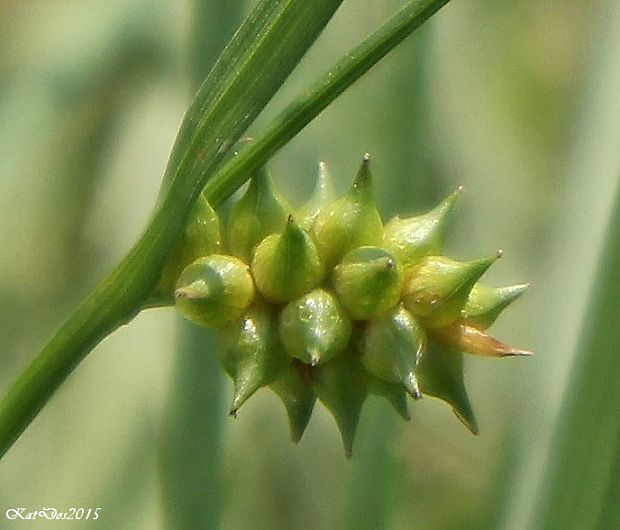 ostrica sklonená Carex tumidicarpa Andersson