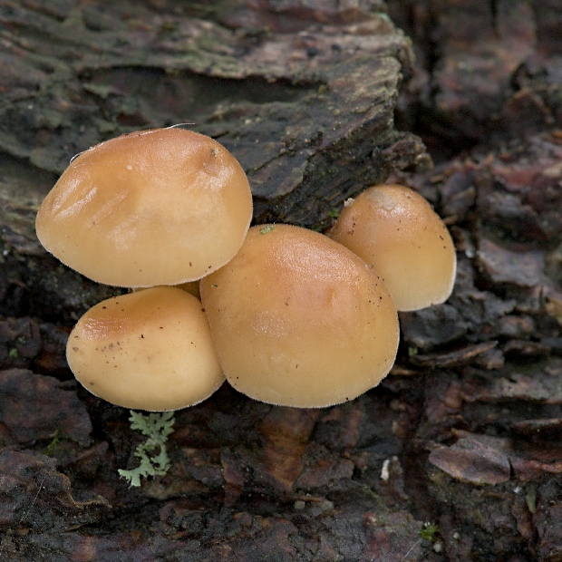 plamienka Flammulina sp.