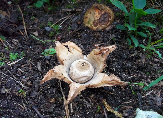 hviezdovka trojitá Geastrum triplex Jungh.