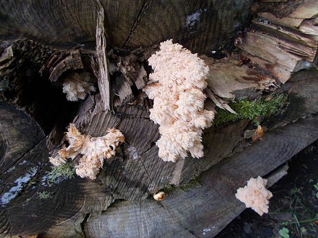 koralovec bukový Hericium coralloides (Scop.) Pers.