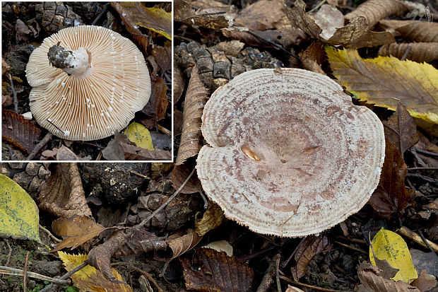 rýdzik kruhovaný Lactarius circellatus Fr.