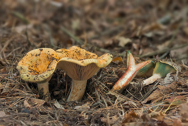 rýdzik krvavý Lactarius sanguifluus (Paulet) Fr.