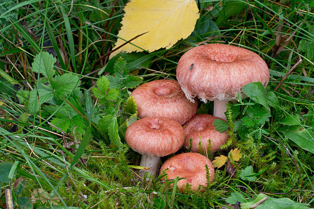 rýdzik kravský Lactarius torminosus (Schaeff.) Gray