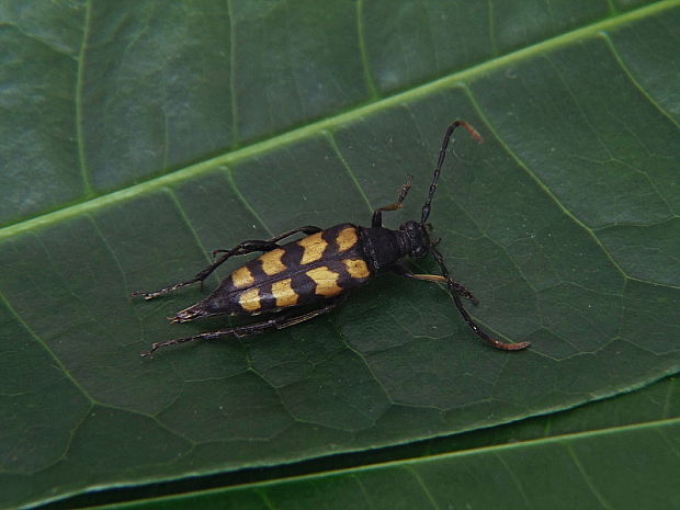 fuzáč štvorpruhový   /   tesařík čtveropásý Leptura quadrifasciata  Linnaeus, 1758