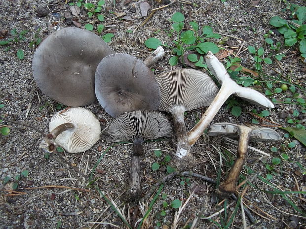 tmavuľka Melanoleuca sp.