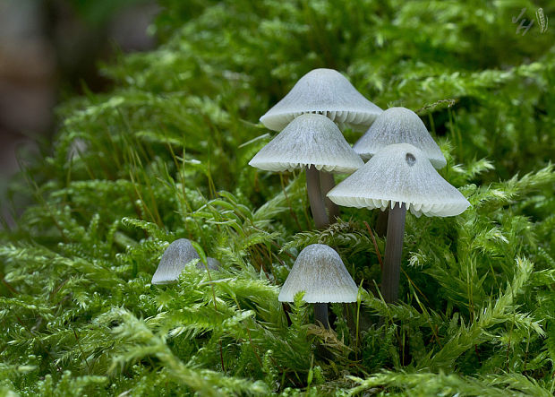 prilbička olivovožltá Mycena arcangeliana Bres.