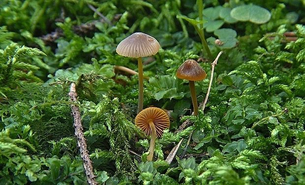 prilbička oranžovoobrúbená Mycena aurantiomarginata (Fr.) Quél.