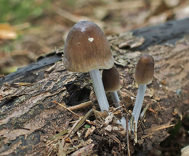 prilbička ryhovaná Mycena polygramma (Bull.) Gray