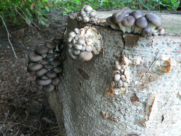 hliva ustricovitá Pleurotus ostreatus (Jacq.) P. Kumm.